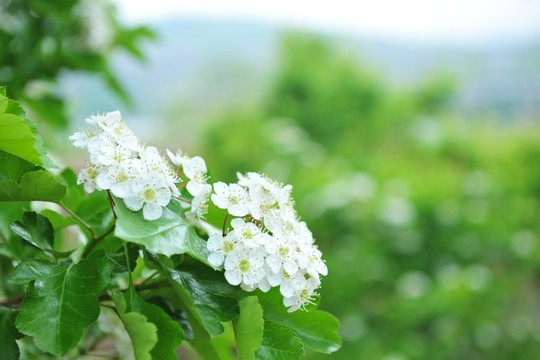 白色花  山楂花
