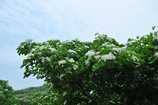 白色花  山楂花