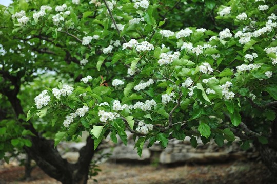 白色花  山楂花  山楂樹