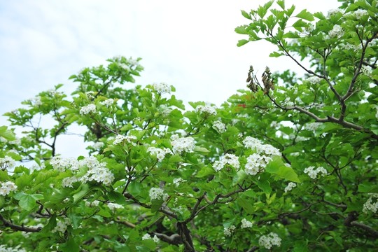 山楂樹   山楂花
