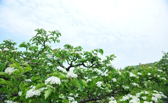 山楂花  山楂園