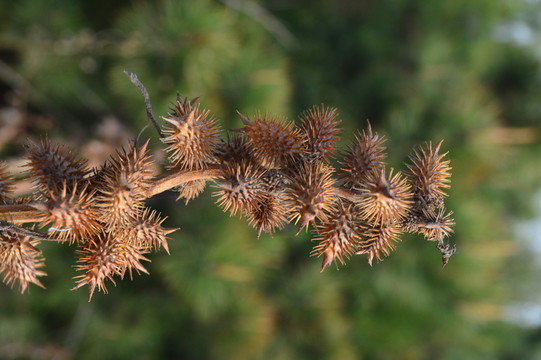 蒼耳草