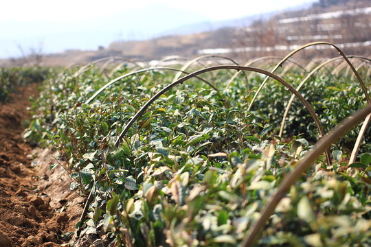 茶葉茶園