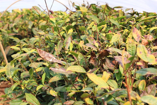 茶葉茶園