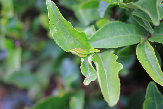 茶葉茶樹采茶