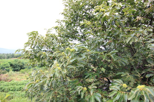 植物果實
