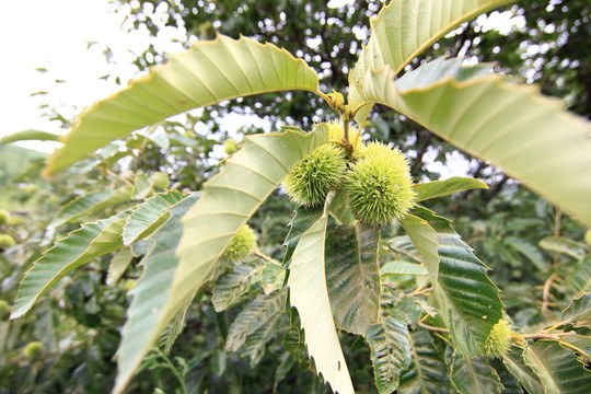 植物果實