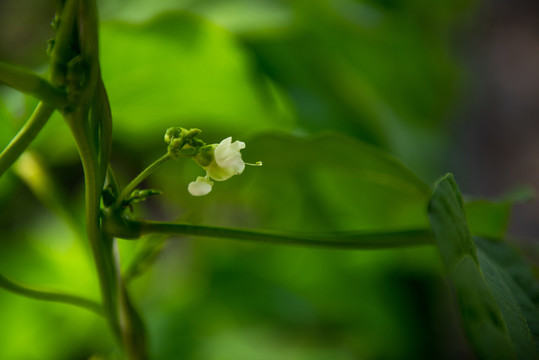 豆角花 扁豆開花