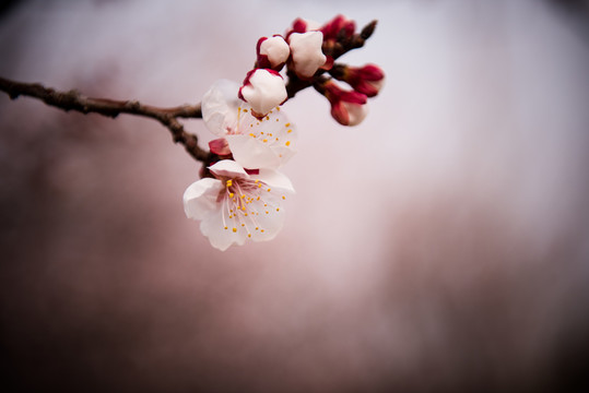 復(fù)古杏花 唯美花卉