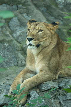 雌獅