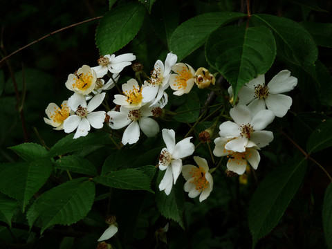 七里香花朵