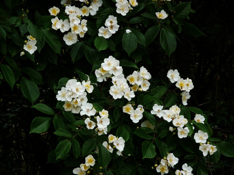 七里香花
