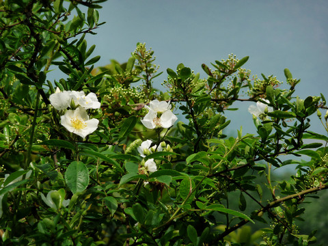 七里香花