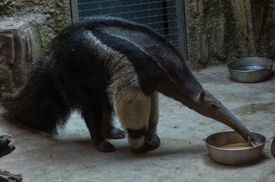 食蟻獸