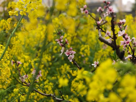 桃花盛開(kāi)的地方