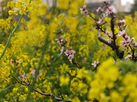 桃花盛開的地方