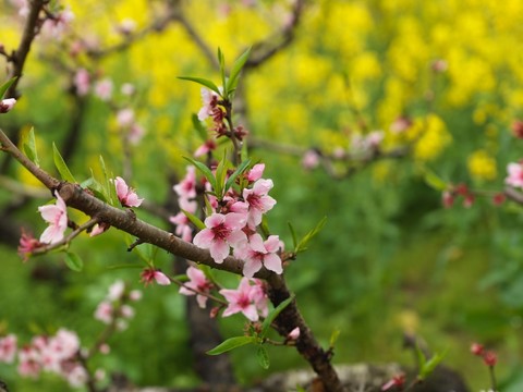 桃花盛開(kāi)的地方