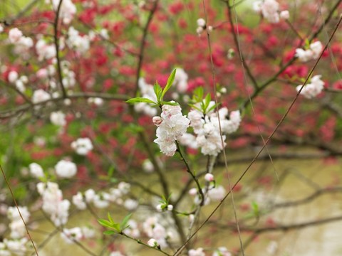 櫻花