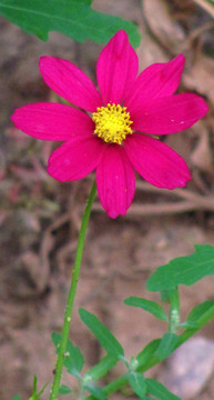 波斯菊