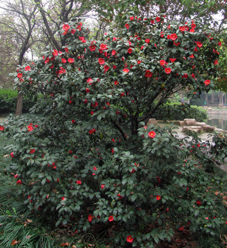 山茶花