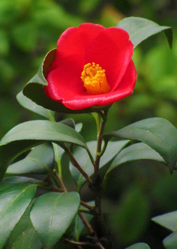 山茶花