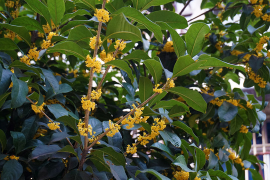 桂花