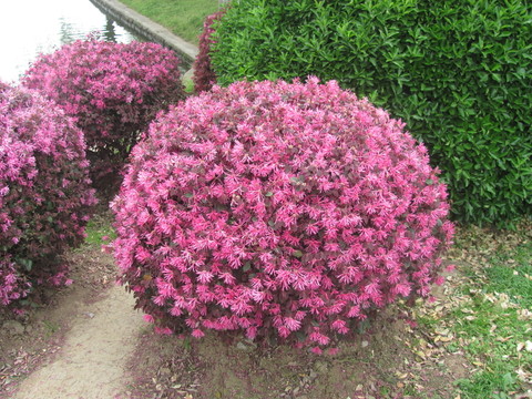 紅花檵木