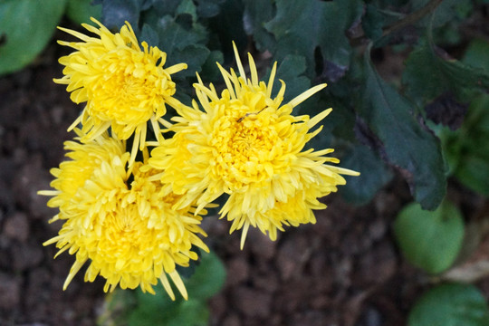 菊花