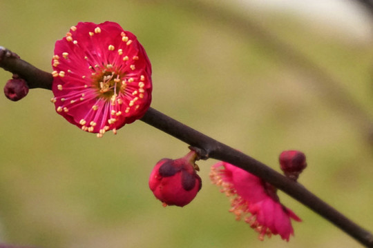 梅花