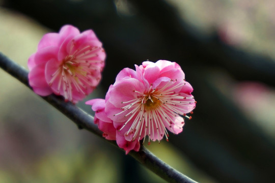 梅花