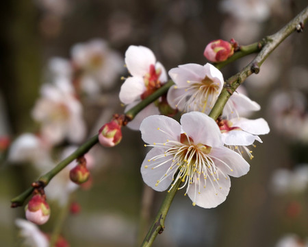 梅花