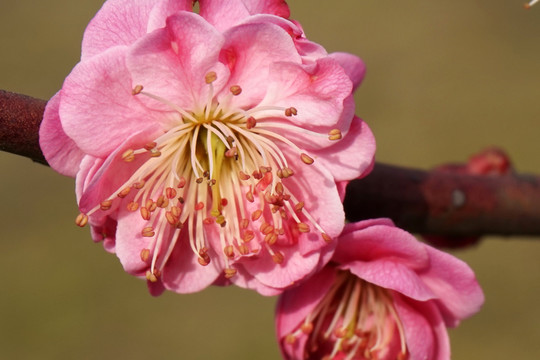 梅花