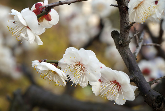 梅花