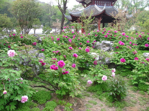 牡丹