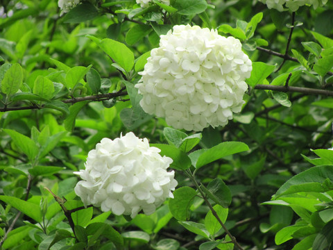木本繡球02
