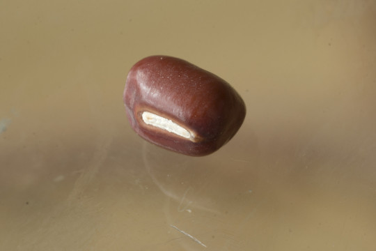 豇豆