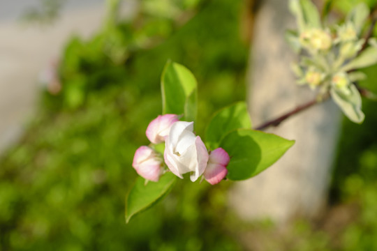 蘋(píng)果花