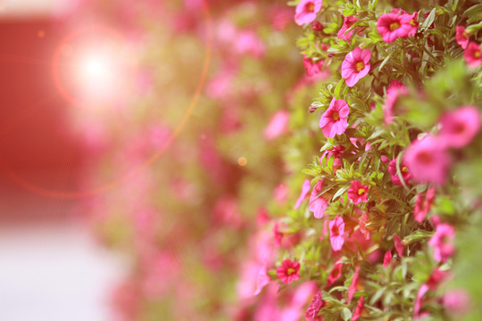 薔薇