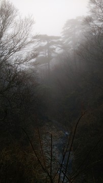 安徽黃山水墨霧景