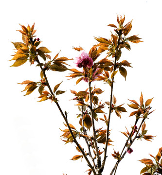 櫻花 櫻花樹 紅花綠葉