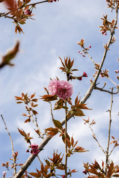 櫻花 日本晚櫻 櫻花樹