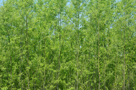 清新樹(shù)林