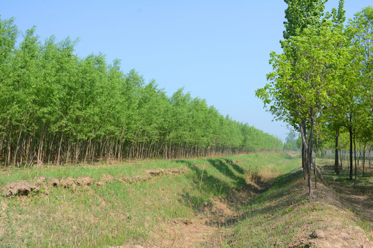 田野