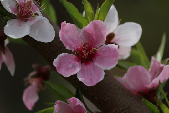 風(fēng)中的桃花