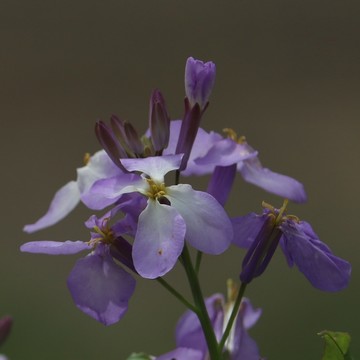 蘿卜花