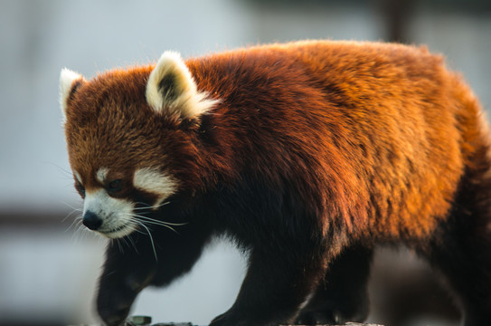 小熊貓