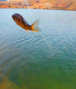 漁魚(yú)