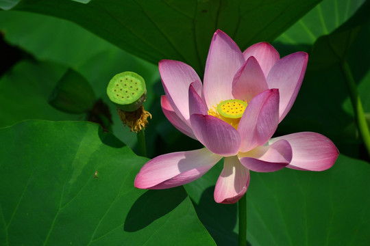 荷花