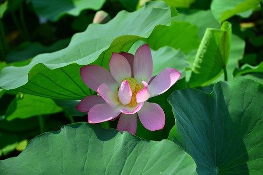 荷花