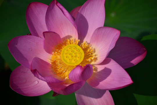 荷花